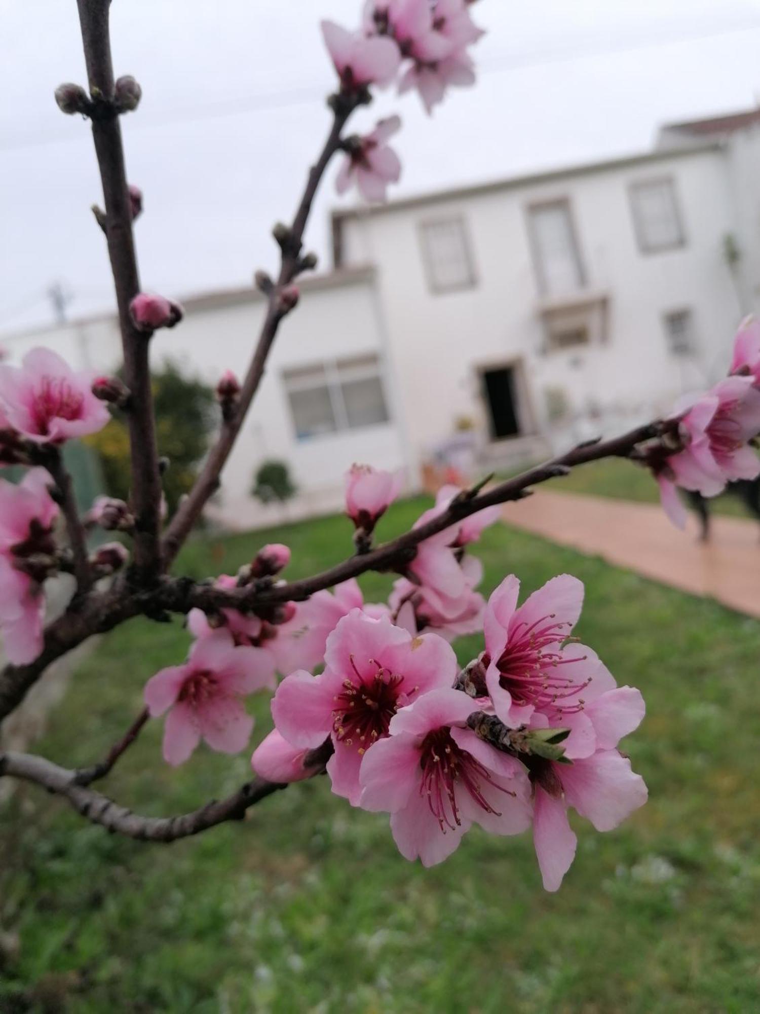 Torre De Santiago - Guest House Vila Praia de Âncora Екстериор снимка